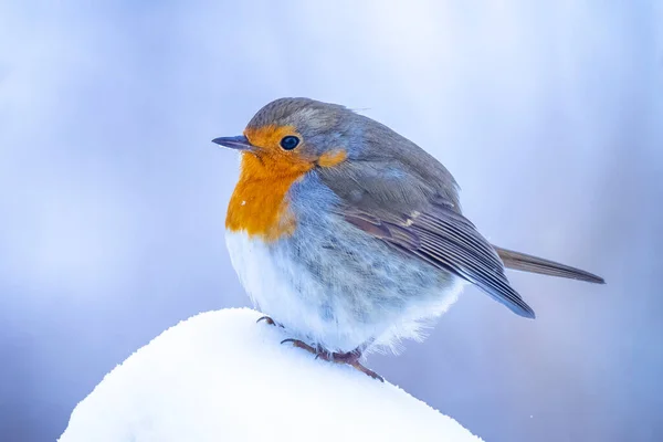 Avrupalı nar bülbülü Erithacus Rubecula karda yiyecek arıyor, güzel soğuk kış ayarı