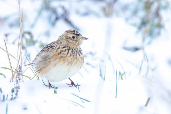 Closeup Eurasian Skylark Alauda Arvensis Foraging Snow Beautiful Cold Winter — Stock Photo, Image