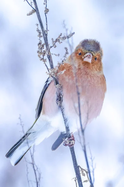 Großaufnahme Eines Buchfinkenmännchens Fringilla Coelebs Futtersuche Schnee Schöne Kalte Winterkulisse — Stockfoto