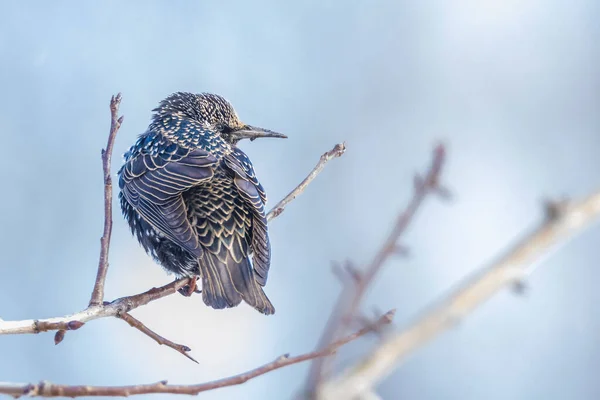 Pájaro Estornino Común Macho Sturnus Vulgaris Con Hermoso Plumaje Encaramado —  Fotos de Stock