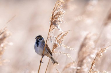Alelade bir sazlık kiraz kuşu olan Emberiza schoeniclus, kamış başlıklı Phragmites australis 'te şarkı söyler. Sazlık yatakları, bulutlu bir günde bahar mevsiminde sert rüzgarlar nedeniyle sallanıyor..