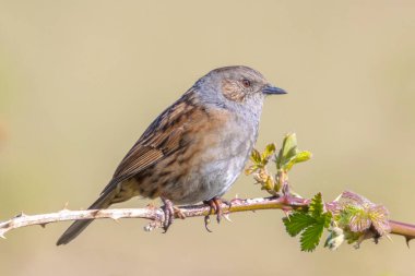 Dunnock 'un yakın çekimi, Prunella modülleri, ağaç vitrininde bir kuş ve ilkbaharda bir dişiyi cezbetmek için sabahın erken saatlerinde şarkı söylemesi..
