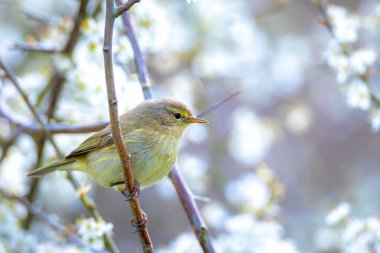 Söğüt bülbülü Phylloscopus trochilus 'un yakın çekimi, güzel bir yaz akşamında yeşil, canlı bir arka planda yumuşak bir ışık ile şarkı söylüyor..