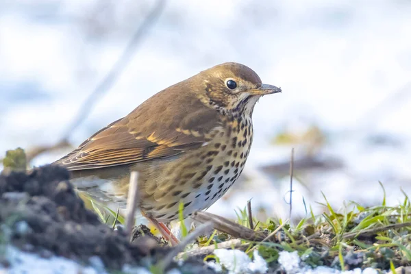 Primer Plano Pájaro Tordo Cantor Turdus Philomelos Alimentándose Nieve Hermoso — Foto de Stock