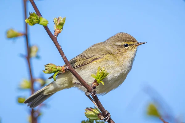 Närbild Vanlig Gräshoppa Fågel Phylloscopus Collybita Sjunga Vacker Sommarkväll Med — Stockfoto