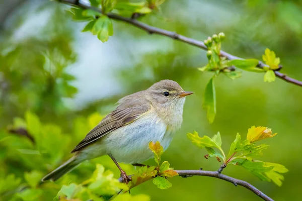 Närbild Willow Warbler Fågel Phylloscopus Trochilus Sjunga Vacker Sommarkväll Med — Stockfoto