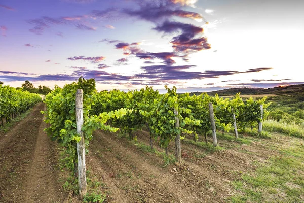 Puesta Sol Idílico Viñedo Verde Las Tierras Cultivo Istria Croacia — Foto de Stock