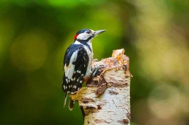 Büyük benekli ağaçkakan kuşuna yakın, Dendrocopos Major, ormandaki bir ağaca tünemiş.