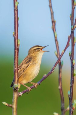 Sedge Warbler kuşuna yakın olan Acrocephalus schoenobaenus üreme mevsiminde bir dişiyi cezbetmek için şarkı söyler.