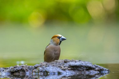 Hawfinch erkek kuşu, Coccothraustes coccothraustes, yiyecek arıyor.