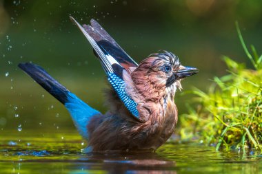 Islak Avrasyalı kuş Garrulus glandarius 'un suda yıkama, yıkama, temizleme ve temizleme işi. Seçici odaklanma ve düşük bakış açısı