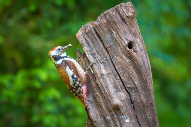 Ortanca benekli ağaçkakan Dendrocoptes Medius yaz mevsiminde bir ormana tünemiş.