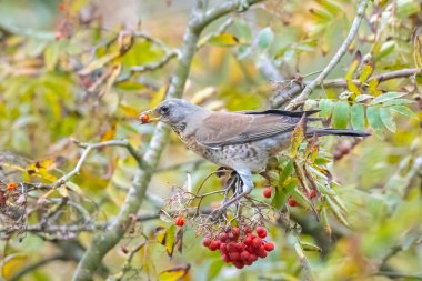 Bir tarla, Turdus pilaris, güz mevsiminde dikenli çalılıklarda böğürtlen yiyen kuş..