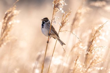 Alelade bir sazlık kiraz kuşu olan Emberiza schoeniclus, kamış başlıklı Phragmites australis 'te şarkı söyler. Sazlık yatakları, bulutlu bir günde bahar mevsiminde sert rüzgarlar nedeniyle sallanıyor..