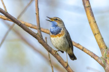 Mavi boğazlı bir kuş olan Luscinia svecica cyanecula, üreme mevsiminde dişileri cezbetmek için şarkı söyler.