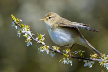 Söğüt bülbülü Phylloscopus trochilus 'un yakın çekimi, güzel bir yaz akşamında, arka planda parlak bir ışık ile şarkı söylüyor..