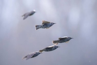 Sığırcık kuşu sürüsü Sturnus vulgaris bir çayırın üzerinde uçuyor.