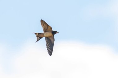 Dikenli tellerde avlandıktan sonra dinlenen bir ahır kırlangıcının (Hirundo rustica) yakın çekimi. Dünyada en yaygın kırlangıç türüdür ve Estonya 'nın ulusal kuşudur..