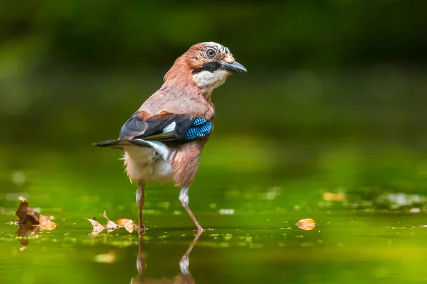 Closeup Eurasian Jay Garrulus Glandarius Bird Drinking Washing Preening Cleaning — Stock Photo, Image