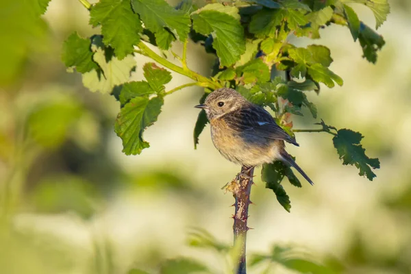 Stonechat Hona Saxicola Rubicola Närbild Morgonsolen — Stockfoto