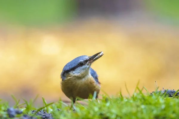 Närbild Euroasiatisk Nuthatch Eller Trä Nuthatch Fågel Sitta Europaea Uppe — Stockfoto