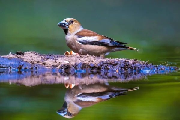 Closeup Female Hawfinch Coccothraustes Coccothraustes Bird Perched Forest Selective Focus — Stock Photo, Image