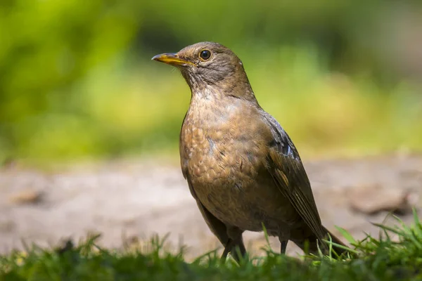 Blackbird Europeu Feminino Turdus Merula Empoleirado Uma Floresta Com Dia — Fotografia de Stock