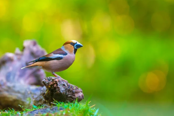 Gros Plan Pingouin Mâle Coccothraustes Coccothraustes Oiseau Perché Dans Une — Photo