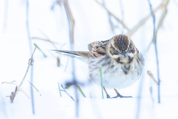 Closeup of a common reed bunting, Emberiza schoeniclus, foraging in snow, beautiful cold Winter setting