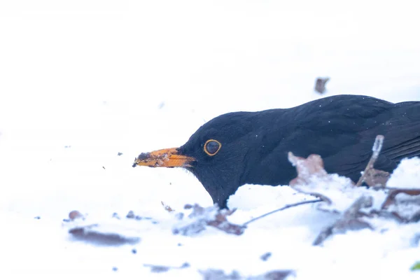 Karatavuk Turdus Merula Nın Yakın Çekimi Karda Yiyecek Arıyor Güzel — Stok fotoğraf