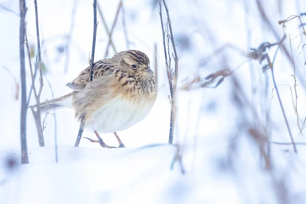 Closeup Eurasian Skylark Alauda Arvensis Foraging Snow Beautiful Cold Winter — Stock Photo, Image