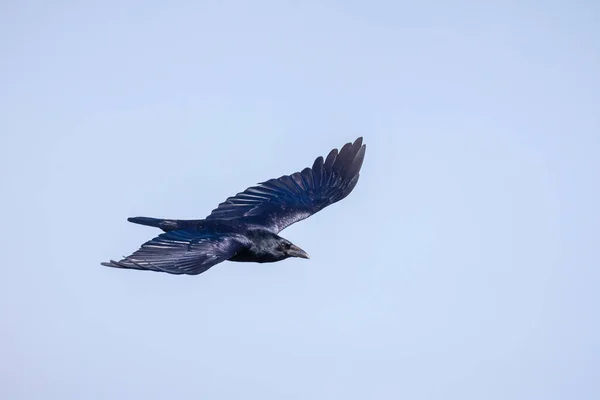 Primer Plano Cuervo Carroñero Corvus Corone Ave Negra Vuelo — Foto de Stock