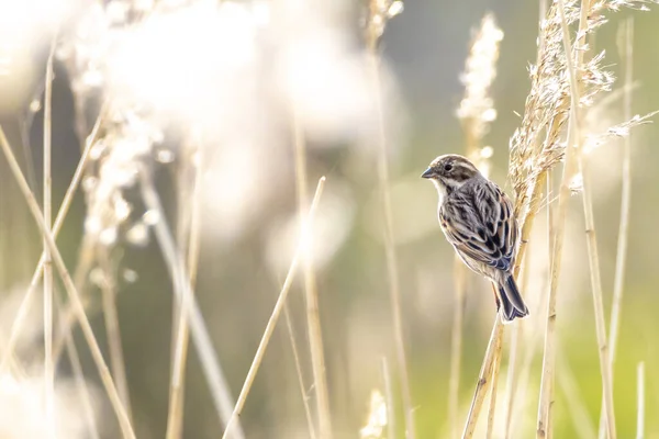 Alelade Bir Sazlık Kiraz Kuşu Emberiza Schoeniclus Bir Kamış Tüyü — Stok fotoğraf