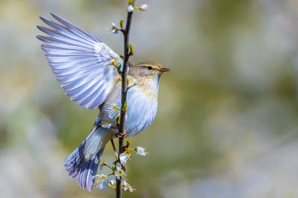 Närbild Willow Warbler Fågel Phylloscopus Trochilus Sjunga Vacker Sommarkväll Med — Stockfoto