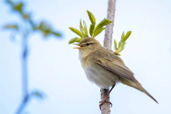 Söğüt bülbülü Phylloscopus trochilus 'un yakın çekimi, güzel bir yaz akşamında, arka planda parlak bir ışık ile şarkı söylüyor..