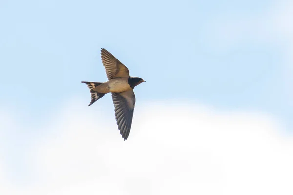 Закриття Снігової Ластівки Hirundo Rustica Відпочиває Після Полювання Колючку Найпоширеніший — стокове фото