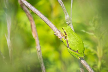 Küçük bir Avrupa ağaç kurbağası olan Hyla arborea 'nın yakın çekimi, Rana arborea, güneşte ısınan bir böğürtlen çalılığında dinleniyor..