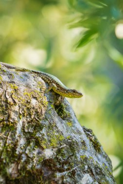 Podarcis muralis, Avrupa 'da yaygın bir duvar kertenkelesi. Yoğun yeşil yaprakları olan bir ağacın üzerinde güneş ışığında dinleniyor. Küçük alan derinliği, seçici odak, makro resim.
