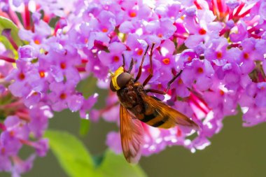Volucella zonaria, eşekarısı uçan sineği taklit ediyor, mor çiçeklerden nektar besliyor.