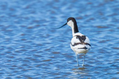 Pied Avocet, Recurvirostra avosetta 'nın yakın plan görüntüsü.