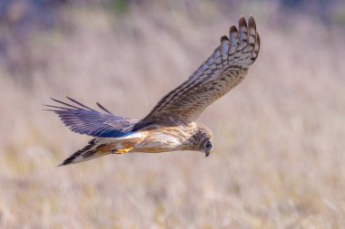 Dişi Hen harrier Sirki siyaneus ya da kuzey harrier soğuk bir kış boyunca çayırda avlanıyor.