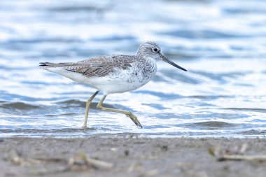 Yaygın yeşillik, Tringa nebularia, sulak alanlarda kuş avı