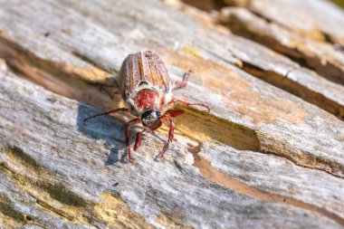 Bir orman hamamböceği, kavuntha hipocastani, ahşap bir ağaç kütüğünde yiyecek arıyor.