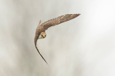Saker Falcon, Falco cherrug, ormanda avcılık ve dalış yapıyor.