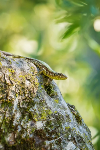 Podarcis Muralis Lagarto Comum Parede Europeia Descansando Luz Sol Uma — Fotografia de Stock