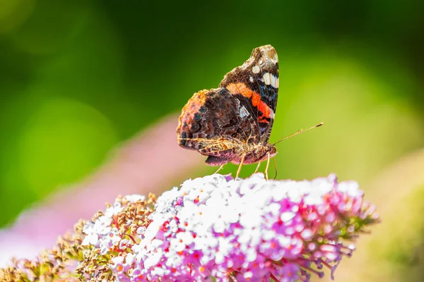 Бабочка Красного Адмирала Ванесса Аталанта Кормит Нектар Фиолетового Куста Бабочки — стоковое фото