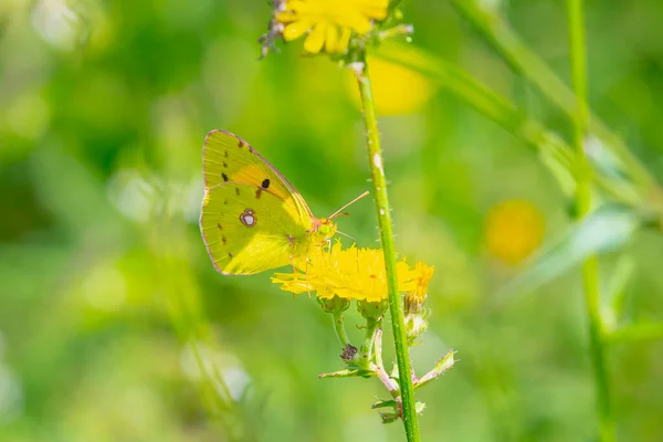 Żółty Motyl Colias Croceus Karmi Nektar Żółtym Kwiatem — Zdjęcie stockowe