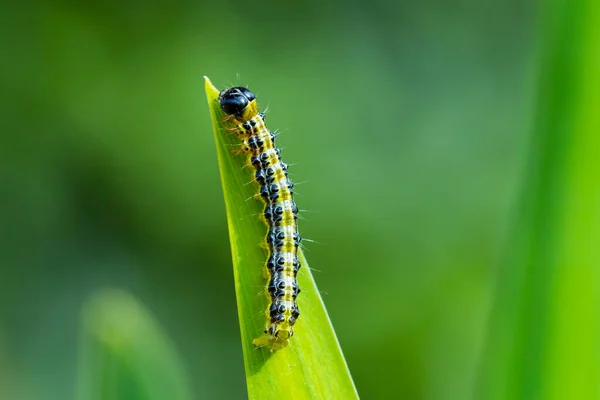 Närbild Box Träd Mal Larv Cydalima Perspectalis Livnär Sig Blad — Stockfoto