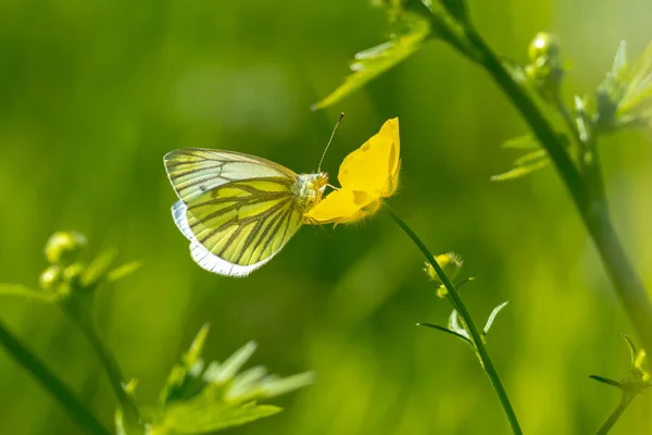 Зеленожильная Белая Бабочка Пиерис Напи Отдыхает Лугу Висящую Цветке — стоковое фото