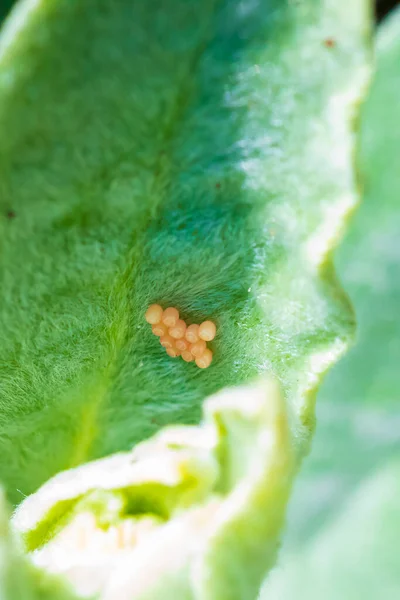 Closeup Sloe Bug Insect Dolycoris Baccarum Eggs Vegetation — Stock Photo, Image